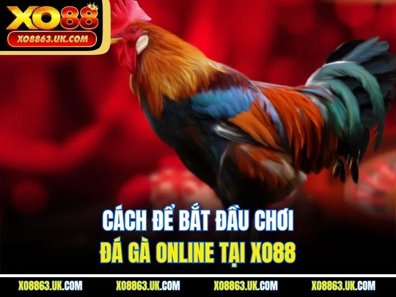 Cách để bắt đầu chơi đá gà online tại XO88