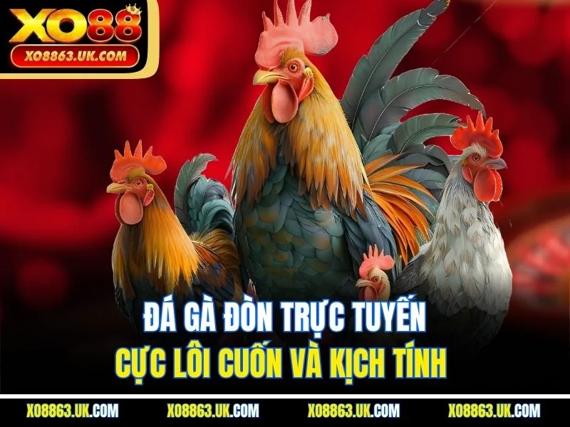 Đá gà đòn trực tuyến cực lôi cuốn và kịch tính