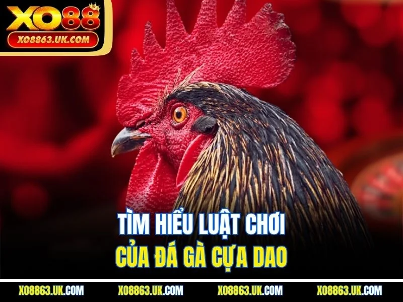 Tìm hiểu luật chơi của đá gà cựa dao